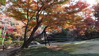 紅葉散歩　荻窪　大田黒公園　2022/12/12 37