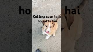 Koi itna cute kaise?#So so so cute#Doglover.