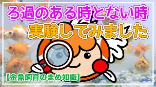 ろ過のある時とない時の実験【金魚飼育のまめ知識】