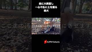 森のドッグランに興奮し野生と化す柴犬が愛おしくて堪らない #shorts #シヴァ犬#dog