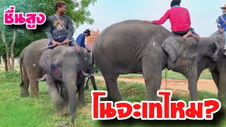 โนเทไหม❗️บัวบานออกเดิน⚠️ชื่นใจสูงมาก🥳elephant