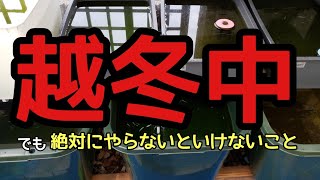 越冬中でも絶対にやらないといけないこと【メダカ】