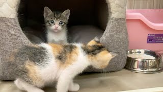 【保護子猫】新しく迎え入れた子猫達の様子がこちら。