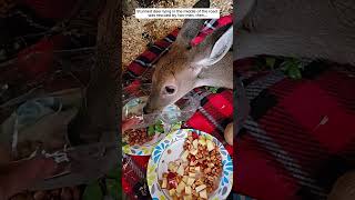 Stunned deer lying in the middle of the road was rescued by two men #deer #babydeer #shorts