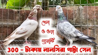 মাএ - 300 /- টাকায় কবুতর 😲 4 + ঘন্টা ওড়া কবুতর ডিম বাচ্চা গ্যারান্টি সহ সেল 🔥 চটিয়াল পায়রা সেল