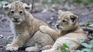 Leeuwenwelpen zijn nu 6 weken oud 🦁🦁