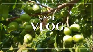 우쿨쌤의 농촌 VLOG (2)