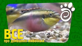 карликовые цихлиды фото и описание карликовые цихлиды фото и описание