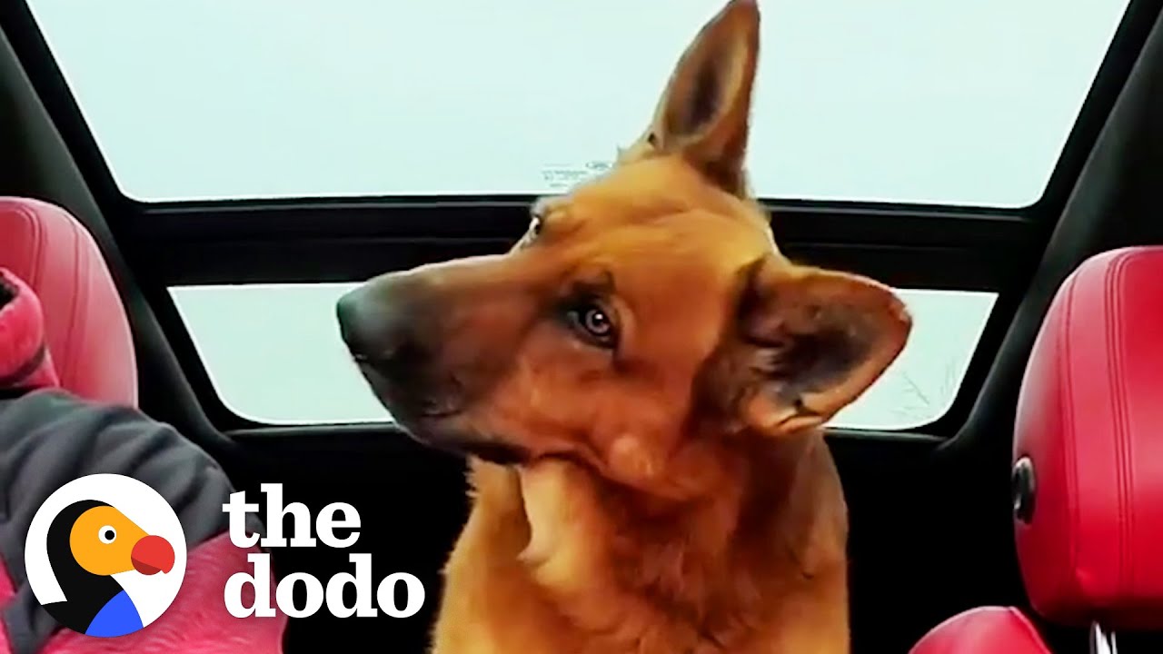 German Shepherd Understands Every Single Word His Dad Tells Him | The Dodo