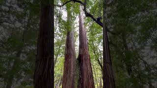 著名的“苔寺”，要预约、要抄经，门票很贵，但值得