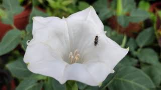 How to grow and care Sacred Datura/moonflower/Thorn Apple/Jimson's weed/Dhatura plant