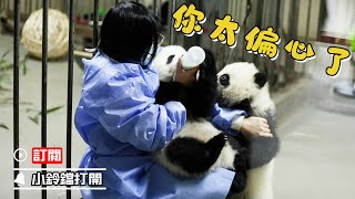 《熊貓早晚安》奶媽！你快給另一個熊貓寶寶餵奶！ | iPanda熊貓頻道