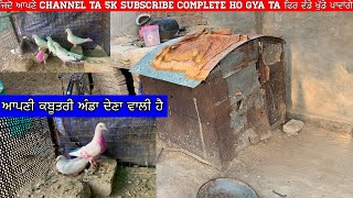 ਆਪਣੀ ਕਬੂਤਰੀ ਅੰਡਾ ਦੇਣਾ ਵਾਲੀ ਹੈ || ਜਿਦੋ ਆਪਣੇ channel ta 5k subscribe complete ho gya ta ਫਿਰ ਵੰਡੇ ਖੁੱਡੇ