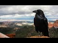 crow cawing sound effect 1 hour