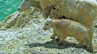 Baby Mountain Masters Emerge