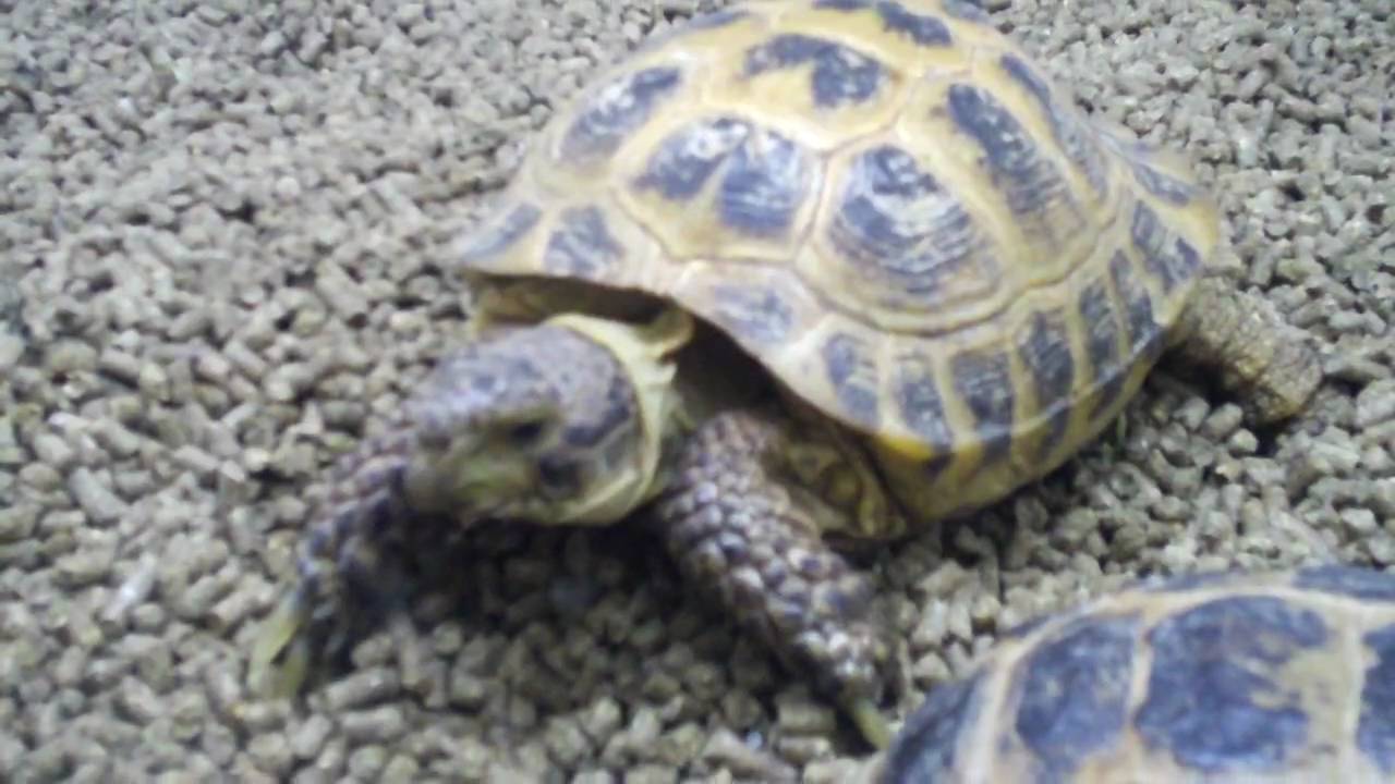 Russian Tortoise Mating - YouTube