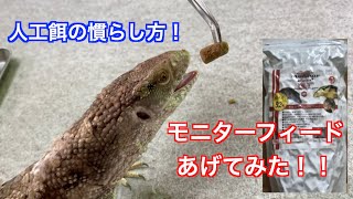 【人工フードの慣らし方】サバンナモニターが、モニターフィードを食べてくれるようになりました！！