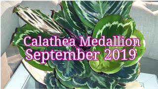 Calathea Medallion - September 2019 + Care