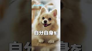 【犬の本音】犬が噛んだ後に舐めてくる、衝撃の理由とは？#shorts #犬 #犬のいる暮らし #犬のいる生活