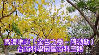 高清唯美〔金色之戀～阿勃勒〕台南科學園區南科三路