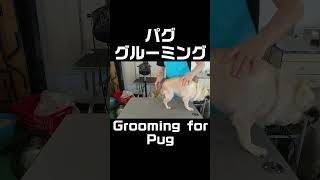 パグのグルーミング | Grooming for Pug #Shorts