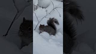 squirrel walks in the snow リス 雪の中を進む #shorts