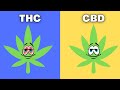 THC vs CBD | Whats the difference?