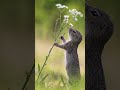 Beautiful squirrel, animals N9 #shorts