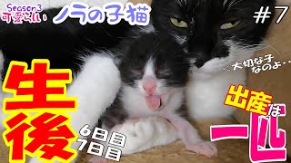 【baby cat】生後6~7日目の「赤ちゃん猫」 一人っ子なので子煩悩過ぎる母猫！溺愛し過ぎですｗ 可愛らしい「ノラの子猫」Season3 #7