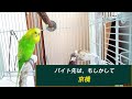 【このインコ　ヤバすぎて怖っ】おしゃべりインコメロンちゃん