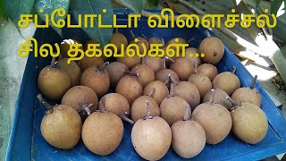 சப்போட்டா விளைச்சல் பயனுள்ள தகவல்கள். How to identify ripen sapota? sappotta Terrace garden