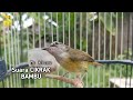 Suara Burung Cikrak Bambu Gacor