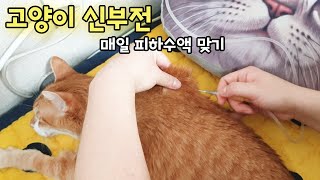 18살 노묘 할배 고양이 꼬맹이의 신부전 관리? 수액을 매일 맞아요!