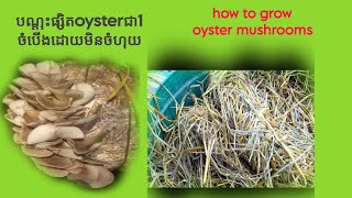 បណ្ដុះផ្សិតoysterជាមួយនិងចំបើងដោយមិនចាំបាច់ចំហុយ🍄🍄 ,#How to grow oyster mushrooms on straw