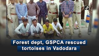 Forest dept, GSPCA rescued tortoises in Vadodara