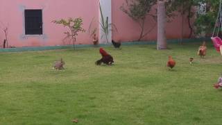 Rabbit Rooster Fight