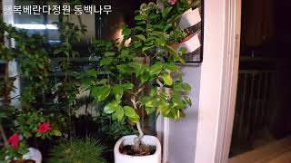 베란다정원에 키우기 좋은 동백나무 씨앗부터 키우는 중/Growing Camellia from seed on my balcony Garden.