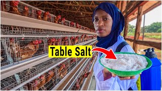 How I Treat Chicken Diseases Using Common Salt