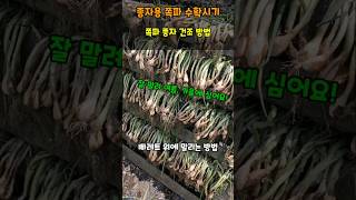 쪽파종자 수확시기 건조방법 잘 말려야 여름가을에 심어요 #쪽파키우기