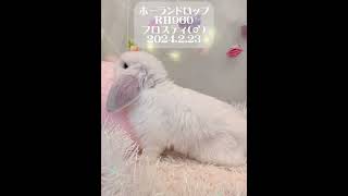 【うさぎベビー】和泉本店🐣#shorts