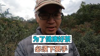 【饼子-寻找中国云南原生态古树普洱茶】要下狠手才行，为了健康好茶，我决定买下茶园，好茶只用行动说话