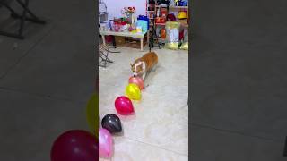 Dog blasting balloons #animals #pet #dog #funnyanimals #balloon #animalgames