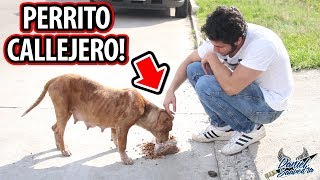 LE DÍ DE COMER A UN PERRITO DE LA CALLE Y ASÍ REACCIONÓ