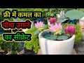 The secret to growing a lotus plant for free