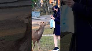 鹿はこの女の子と冗談を言っています。Nara park deer 🦌