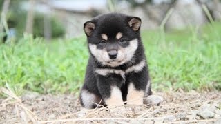 ID2052　柴犬　黒柴　雌　子犬　生後34日目　shiba　inu