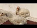 arbor acres aviagen broiler breeder parent stock management dr. arshad