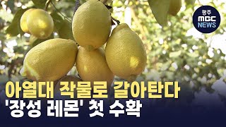 아열대 작물로 갈아탄다.. '장성 레몬' 첫 수확 (뉴스투데이 2024.11.13 광주MBC)