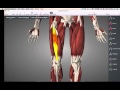 Muscles that move knee Muscles that move knee