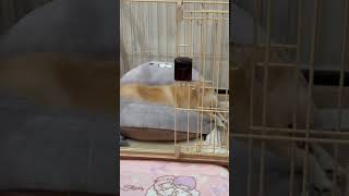 遊び疲れた日は、ソロ寝がしたいタイプ💤ポメラニアンのキキちゃん🐶